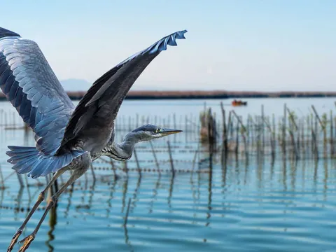Excursión al Parque Natural de la Albufera desde Valencia