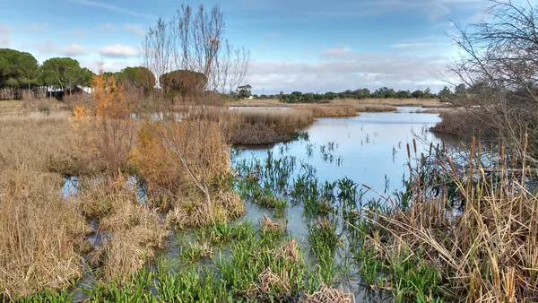 Ruta Parque Nacional Doñana Todoterreno 4x4 Cádiz Huelva Sevilla Avistamiento Pajaros
