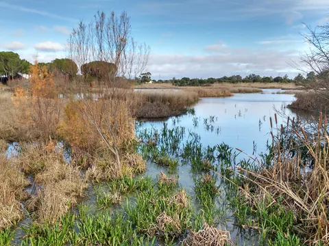 Ruta Parque Nacional Doñana Todoterreno 4x4 Cádiz Huelva Sevilla Avistamiento Pajaros