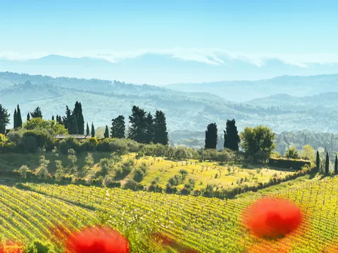 Excursión a Pisa, San Gimignano y Siena con almuerzo desde Florencia