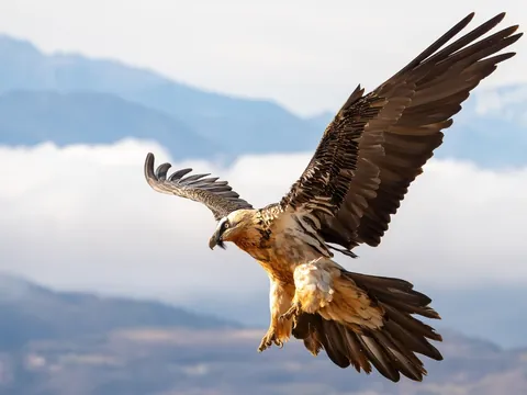 Excursión a los Lagos de Covadonga y observación de la naturaleza desde Cangas de Onís