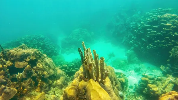 Banco de corales en el Parque Natural Corales de Rosario, Colombia