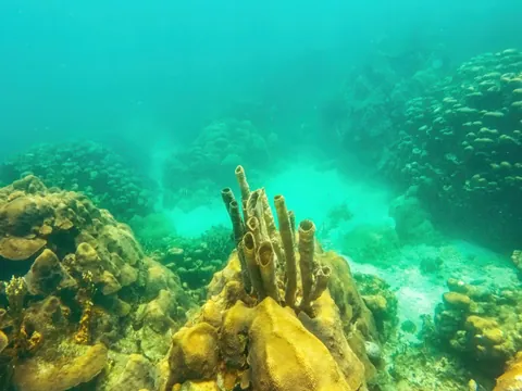 Banco de corales en el Parque Natural Corales de Rosario, Colombia