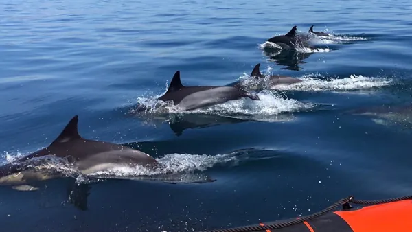 Delfines salvajes surcando las aguas de Arrábida.
