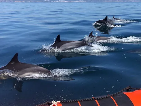 Delfines salvajes surcando las aguas de Arrábida.