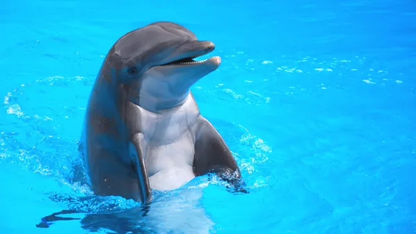 Delfin Sonriendo visita Dolphin island Punta Cana
