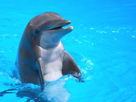 Delfin Sonriendo visita Dolphin island Punta Cana