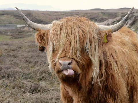 Vaca de las Highlands, también conocida como la "hairy cow".