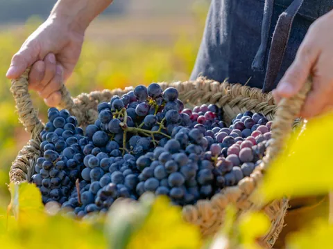 Agricultor de Uvas Garnacha experiencia Garnaca Bodega Caudalia Navarra