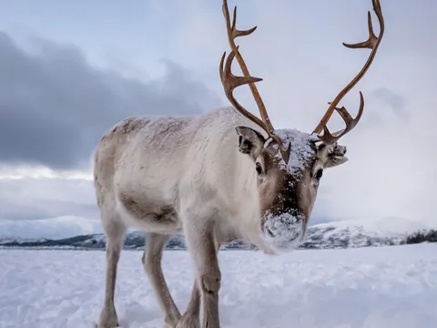 Visita una Granja de Renos - Excursiones y Visitas guiadas en español Buendía Laponia, Finlandia