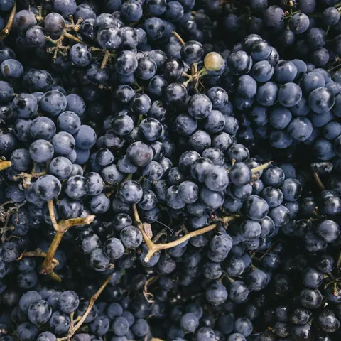 Racimos de uvas oscuras
