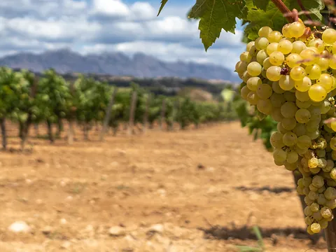 Visita a la bodega Pita con cata y aperitivo