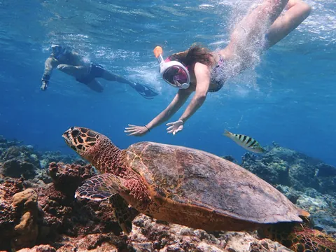 Personas haciendo snorkel junto a una tortuga marina en la costa de Tenerife