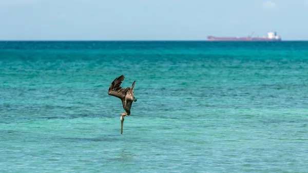 Pelicano Bahia de las Águilas Punta Cana