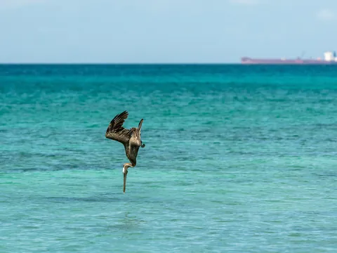 Pelicano Bahia de las Águilas Punta Cana