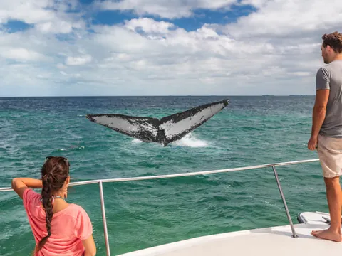 Avistamiento Ballenas Bahia Samana Punta Cana excursión República Dominicana