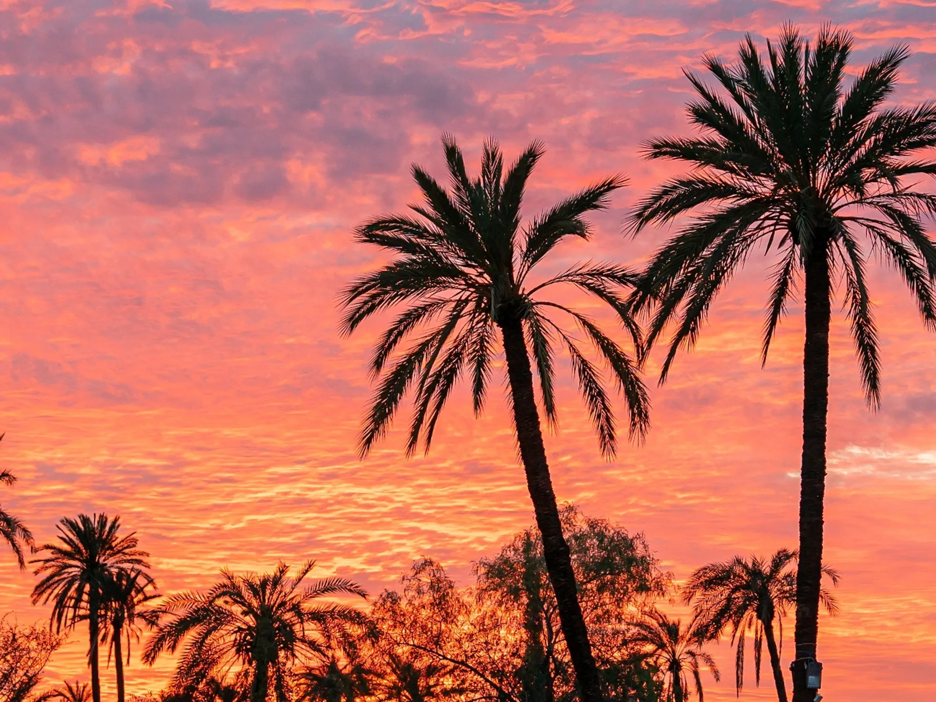 Puesta de Sol en el Palmeral de Marrakech
