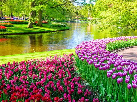 Excursión al Parque de Tulipanes de Keukenhof desde Ámsterdam - Buendía