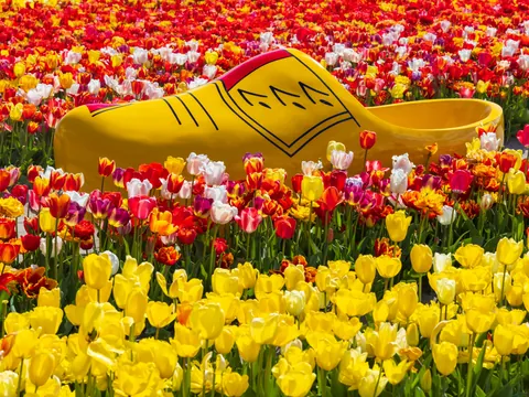 Zueco holandés gigante entre tulipanes en Keukenhof, Países Bajos