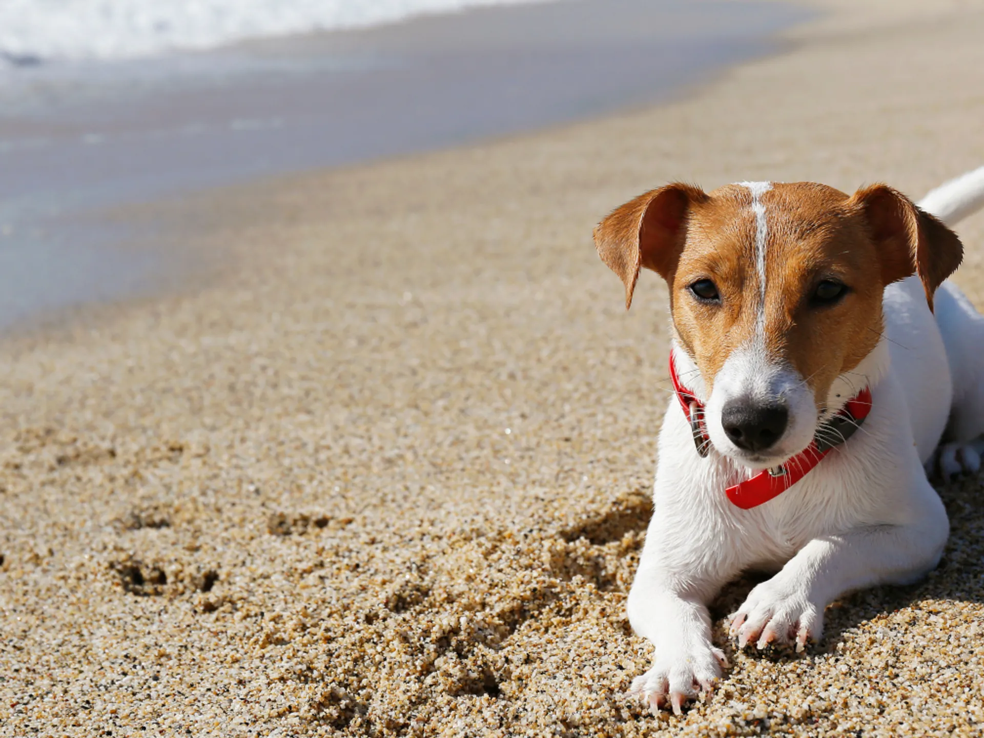 Perro en la Playa - Qué ver y qué hacer en Gijón y sus alrededores - Blog - Buendía Tours