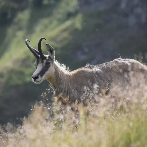 Especies protegidas en el parque nacional de los Lagos de Covadonga