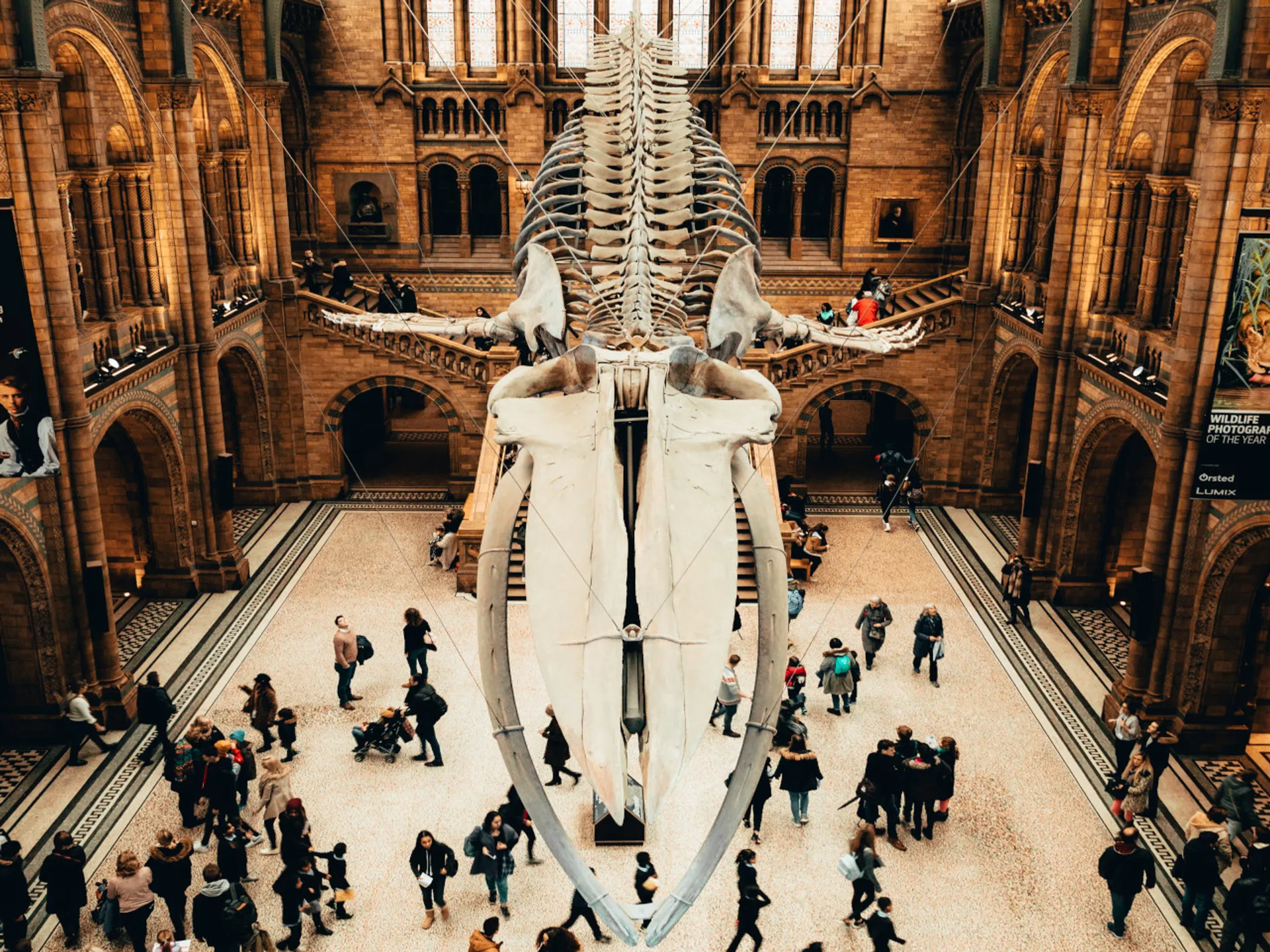 Esqueleto Ballena Azul en el Museo Americano de Historia Natural - Museo Americano de Historia Natural - Museos de Nueva York - Qué ver en Nueva York - Guía de Viajes Nueva York - Buendía Tours
