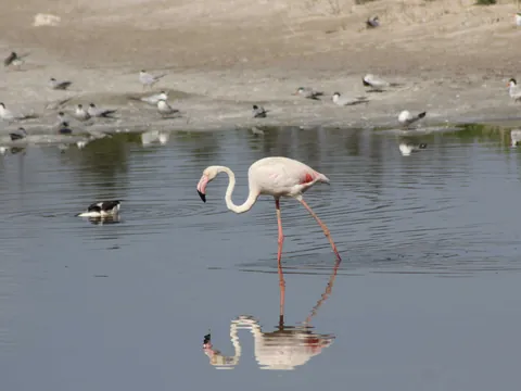 Flamenco en las lagunas de la Albufera de Valencia