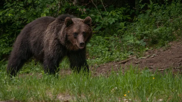 Oso pardo en los Cárpatos rumanos, que cobija a más de 5.000 de estos mamíferos.
