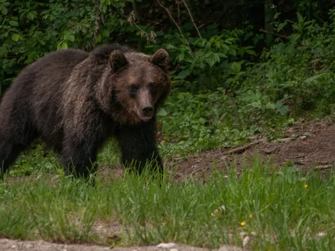 Oso pardo en los Cárpatos rumanos, que cobija a más de 5.000 de estos mamíferos.