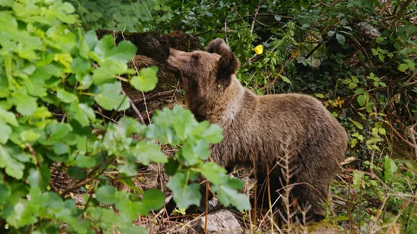 Oso pardo alimentándose, Asturias