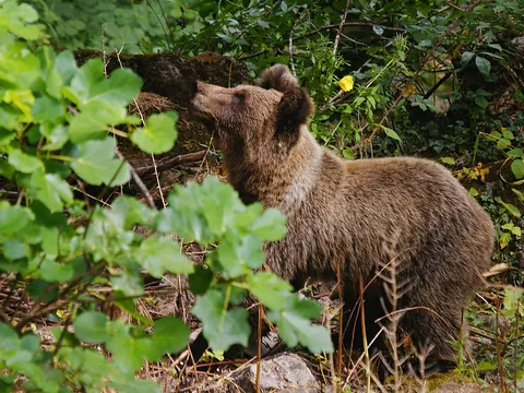 Oso pardo alimentándose, Asturias