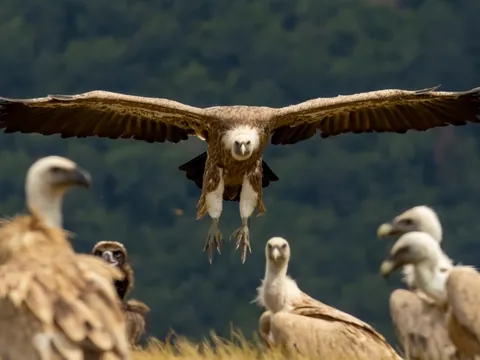Buitre leonado aterrizando junto a otros en los Picos de Europa, Asturias
