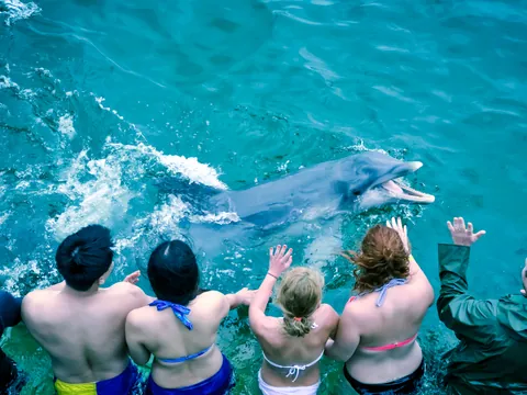 Delfin Nadando con Gente visita Dolphin island Punta Cana
