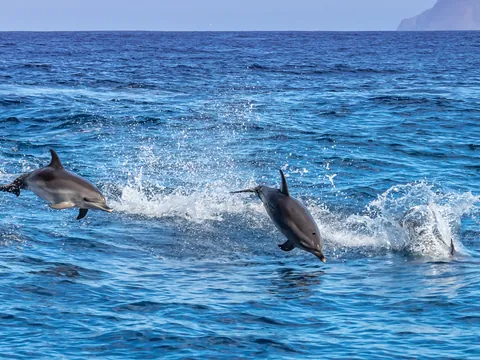 Delfines saltando olas vistos desde el barco en Mallorca
