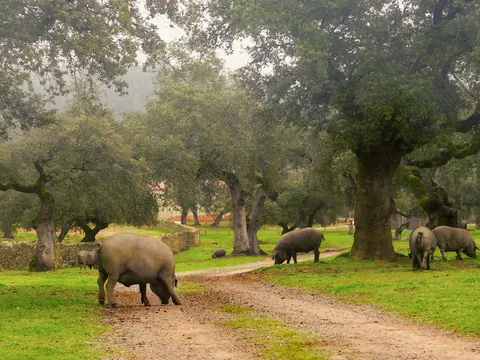 tour Cerdo Iberico Sierra Huelva Aracena Puerto Gil Huelva