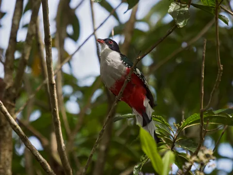 El Tocororo es un pájaro típico de Trinidad, Cuba