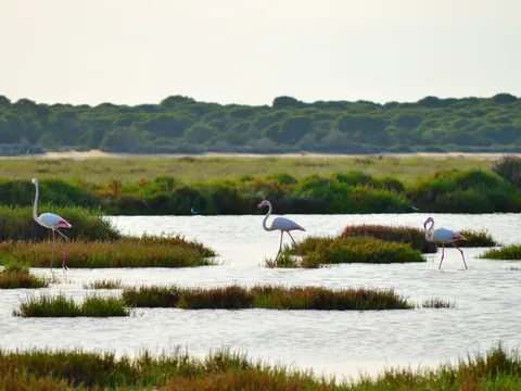 Ruta Parque Nacional Doñana Todoterreno 4x4 Cádiz Huelva Sevilla Avistamiento Pajaros