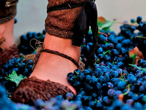visita Bodega Silvano Garcia Jumilla Viñedo Vino Murcia