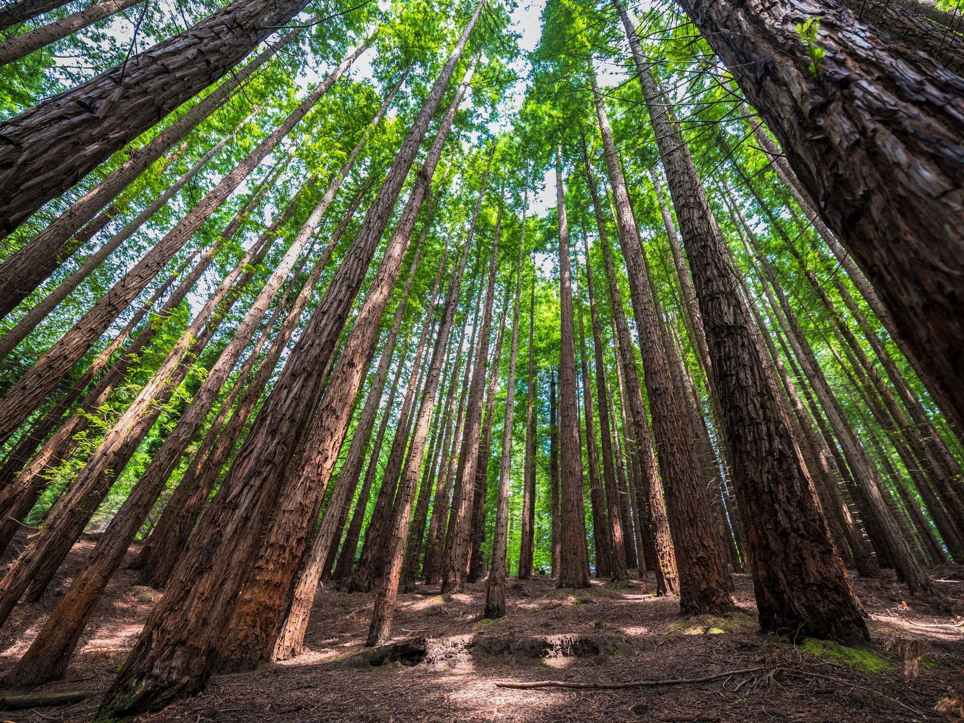 bosque secuoyas cabezon de la sal