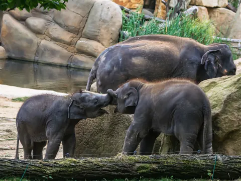 Entradas al zoológico de Praga con audioguía