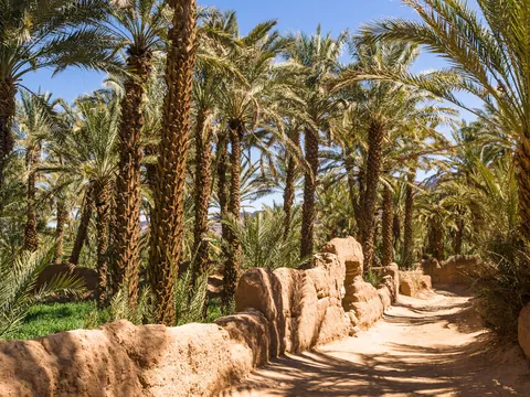 Camino entre palmeras en el ksar de Ait Ben Haddou, Marruecos