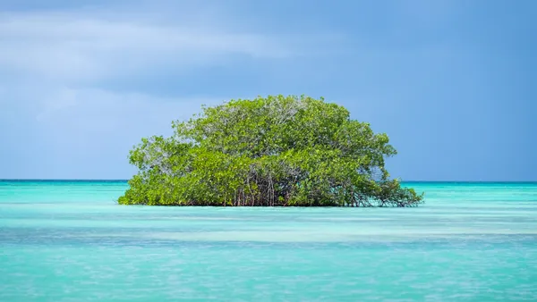 excursión isla Saona desde Punta Cana Manglares paseo en barco catamarán Almuerzo República Dominicana