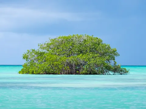 excursión isla Saona desde Punta Cana Manglares paseo en barco catamarán Almuerzo República Dominicana