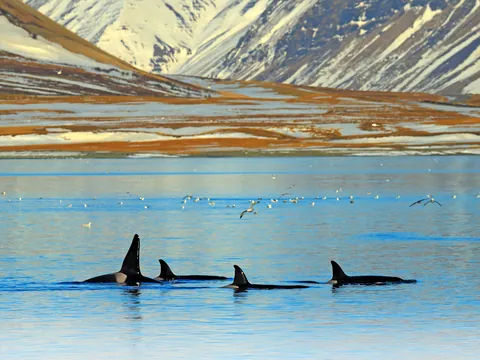 Avistamiento de ballenas y auroras boreales en barco desde Reikiavik