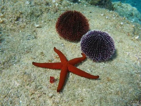 Estrella de mar roja y erizos sobre el fondo marino de Menorca