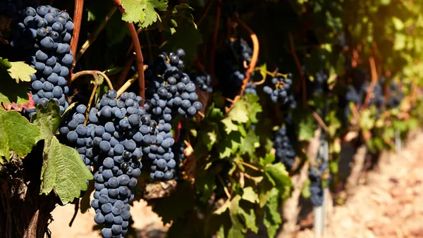 Racimos de uvas oscuras en un viñedo de local de la zona del Valle del Duero