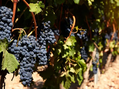 Racimos de uvas oscuras en un viñedo de local de la zona del Valle del Duero