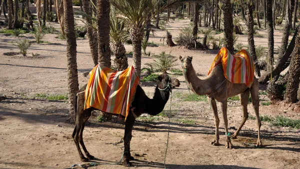 Camellos paseo Camello Palmeral Degustacion Té
