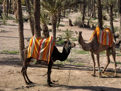 Camellos paseo Camello Palmeral Degustacion Té