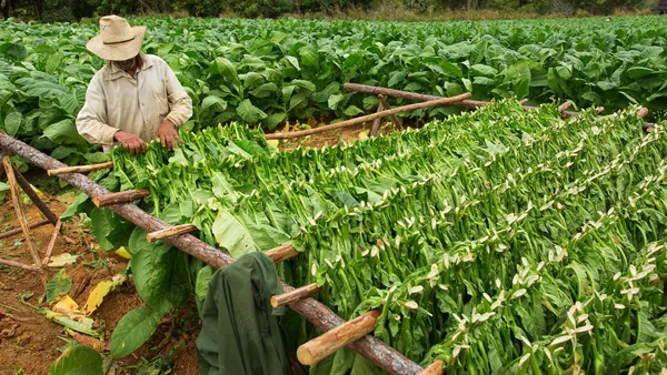 cosecha-tabaco-campesino.jpg